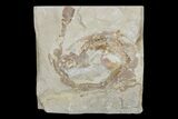 Curled Cretaceous Fossil Saw Shark - Hakel, Lebanon #173128-1